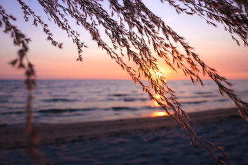 grass flower on the beach at summer sunset time