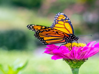 monarch butterfly, Danaus plexippus