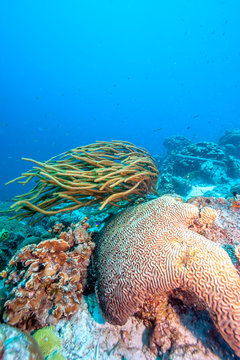French angelfish,Pomacanthus paru
