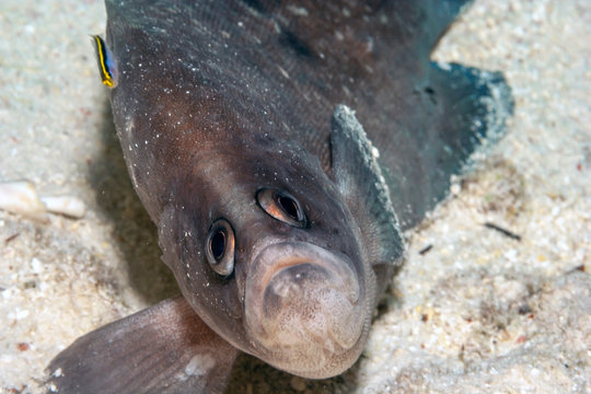 Greater Soapfish underwater