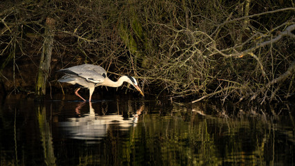 Spiegelung eines Reihers beim Fischen