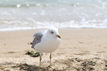 seagull on the beach  bird, seagull, beach, sea, gull, ocean, sand, water, animal, nature, coast, birds, seagulls, white, summer, wildlife, blue, waves, shore, standing, beak, feather