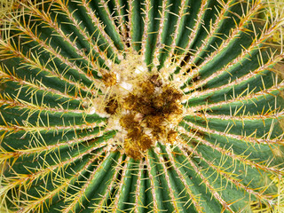 Naklejka na ściany i meble echinopsis formosa cactus