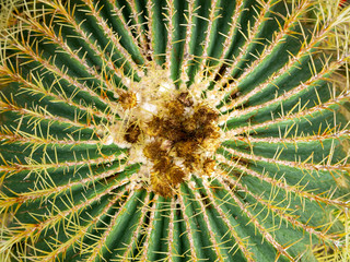 Naklejka na ściany i meble echinopsis formosa cactus