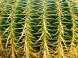 echinopsis formosa cactus