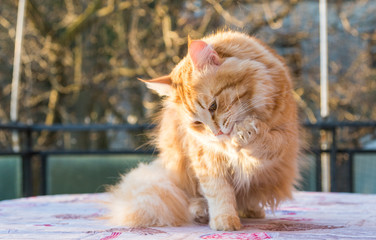 Adorable long haired cat of siberian breed in relax. Hypoallergenic pet of livestock