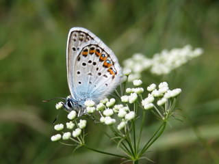 Common Blue butterfly on a white flowers close-up. Polyommatus icarus on spring meadow, beauty of nature