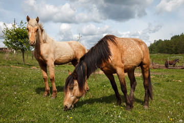 Obraz premium Mare and Her Foal