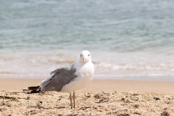 Seagull, sea, bird, summer, landscape, waves, Seagull and sea