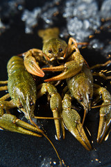 Live crayfish on a plate of ice. Black background, side view, space for text.