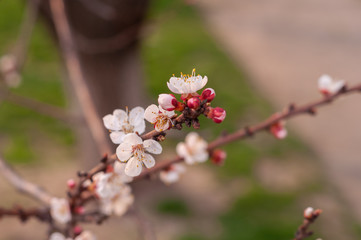 A blooming cherry tree, a branch close-up with white flowers and young green leaves, against the background of green grass