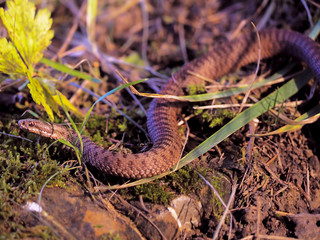 Brown snake at the grass near rock