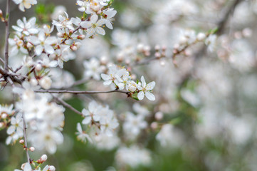 Blossoming cherry tree, a branch close-up with blooming white flowers and young green leaves on a background of blurred white flowers