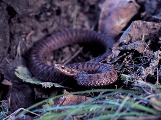 Brown snake at the grass near rock
