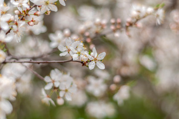 A blooming cherry tree, a branch close-up with white flowers and young green leaves, against the background of green grass