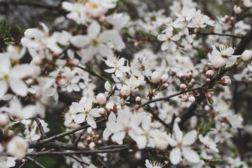 Background of blooming white flowers and buds on a branch of a cherry tree close-up on a blurred background