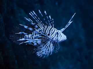 Fish blue Pterois volitans at the deep ocean close up view from right side