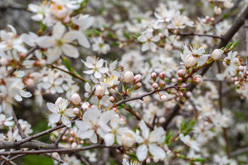 Closeup branch with blooming white flowers and young green leaves against a background of blurred white flowers, blooming cherry tree