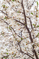 Blooming sweet cherry tree, with blooming white flowers and young green leaves