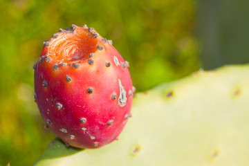 Red fruit of the prickly pear - image with copy space.