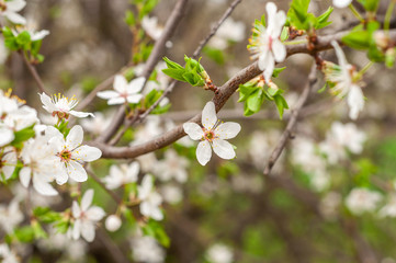 A blooming cherry tree, a branch close-up with white flowers and young green leaves, against the background of green grass