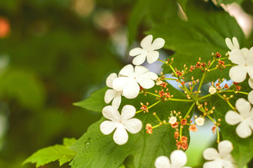 Blooming twig of viburnum ordinary with delicate white flowers and young green leaves