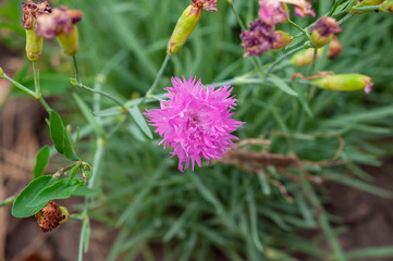 one lilac mimosa flower and many unopened buds