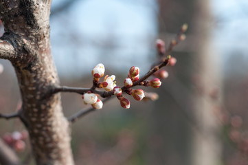 Blossoming cherry tree, a branch close-up with not yet blooming white flowers and young green leaves against a blue sky