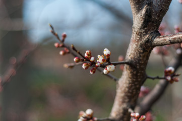 Blossoming cherry tree, a branch close-up with not yet blooming white flowers and young green leaves against a blue sky