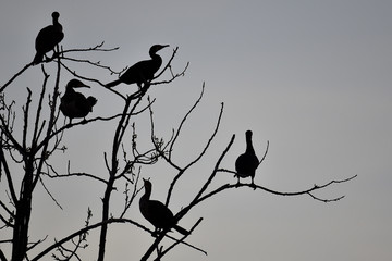 silueta de cormoranes en arbol