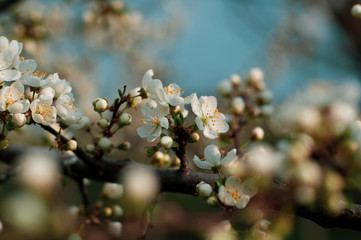 Blossoming cherry tree, a branch close-up with blooming white flowers and young green leaves against a blue sky