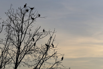silueta de cormoranes en arbol