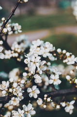 A blooming cherry tree, a branch close-up with white flowers and young green leaves, against the background of green grass