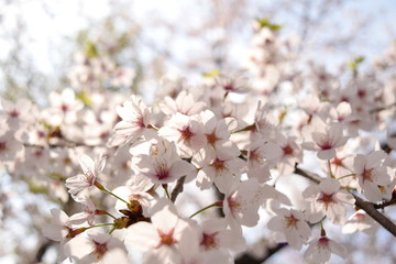 桜の花