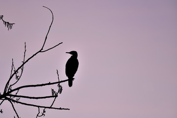 silueta de cormorant en arbol