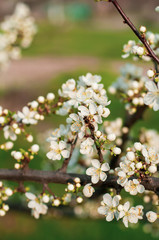 A blooming cherry tree, a branch close-up with white flowers and young green leaves, against the background of green grass