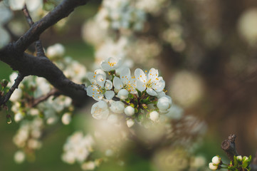 Closeup branch with blooming white flowers and young green leaves against a background of blurred white flowers, blooming cherry tree