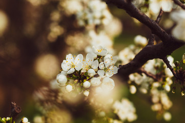 Closeup branch with blooming white flowers and young green leaves against a background of blurred white flowers, blooming cherry tree