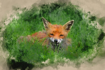 Watercolour painting of Stunning image of red fox vulpes vulpes in lush Summer countryside landscape