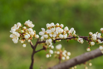 A blooming cherry tree, a branch close-up with white flowers and young green leaves, against the background of green grass