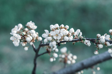 A blooming cherry tree, a branch close-up with white flowers and young green leaves, against the background of green grass