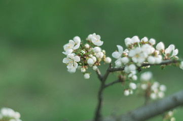 A blooming cherry tree, a branch close-up with white flowers and young green leaves, against the background of green grass