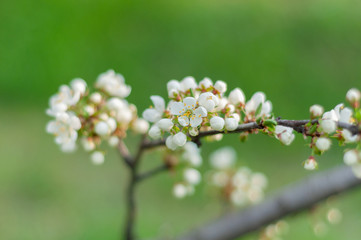 A blooming cherry tree, a branch close-up with white flowers and young green leaves, against the background of green grass