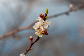 Blossoming cherry tree, a branch close-up with blooming white flowers and young green leaves against a blue sky