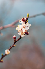Blossoming apple tree branch against a blue sky