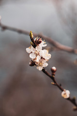 Blossoming cherry tree, a branch close-up with blooming white flowers and young green leaves against a blue sky