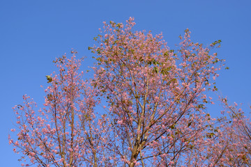 Thailand's sakura or Prunus cerasoides at Phu Lom Lo mountain, Loei , Thailand
