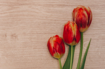Red tulips on wooden background. Tulips for women. Place for inscription.