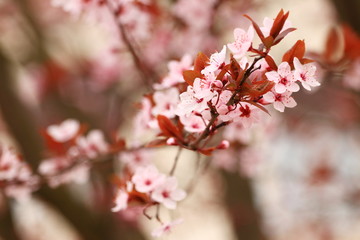 Spring blossom tree