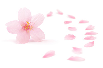 桜 花 春 白 背景